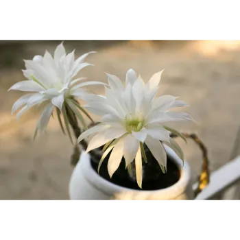 Chrysanthemum Plant